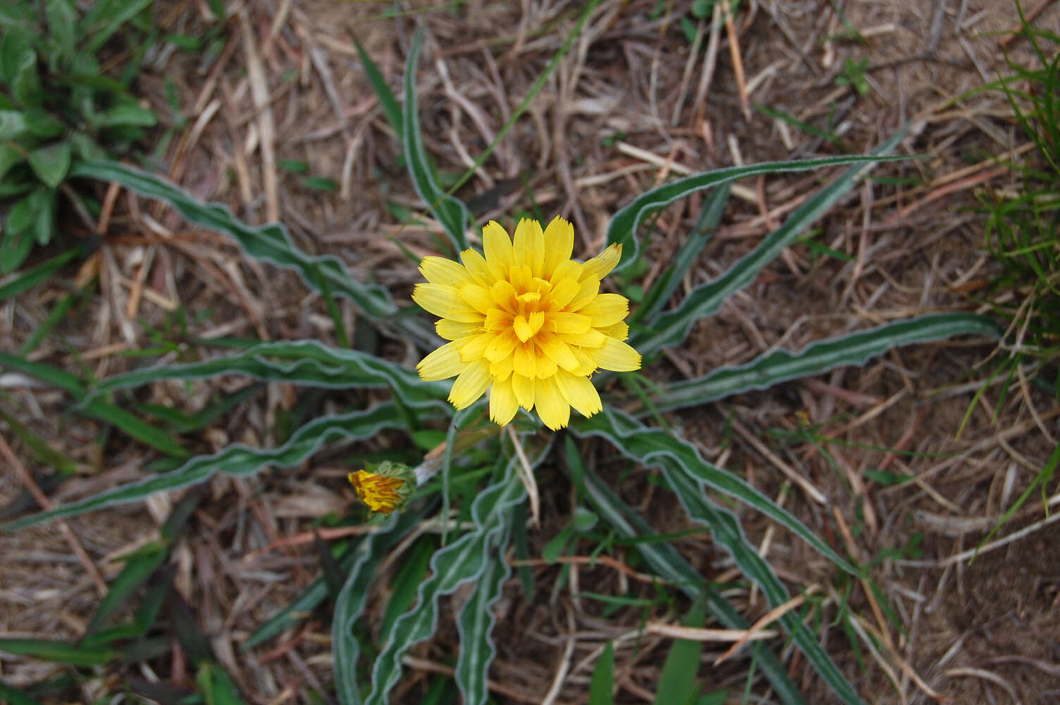 Image of prairie false dandelion