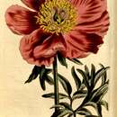 Image of Paeonia humilis