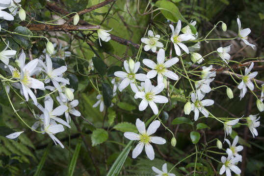 Image of New Zealand clematis