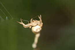 Image of Scorpion-tailed Spider