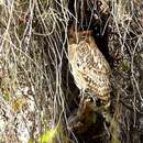 Image of Tawny Fish Owl