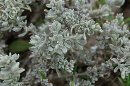 Image de Atriplex tridentata Kuntze