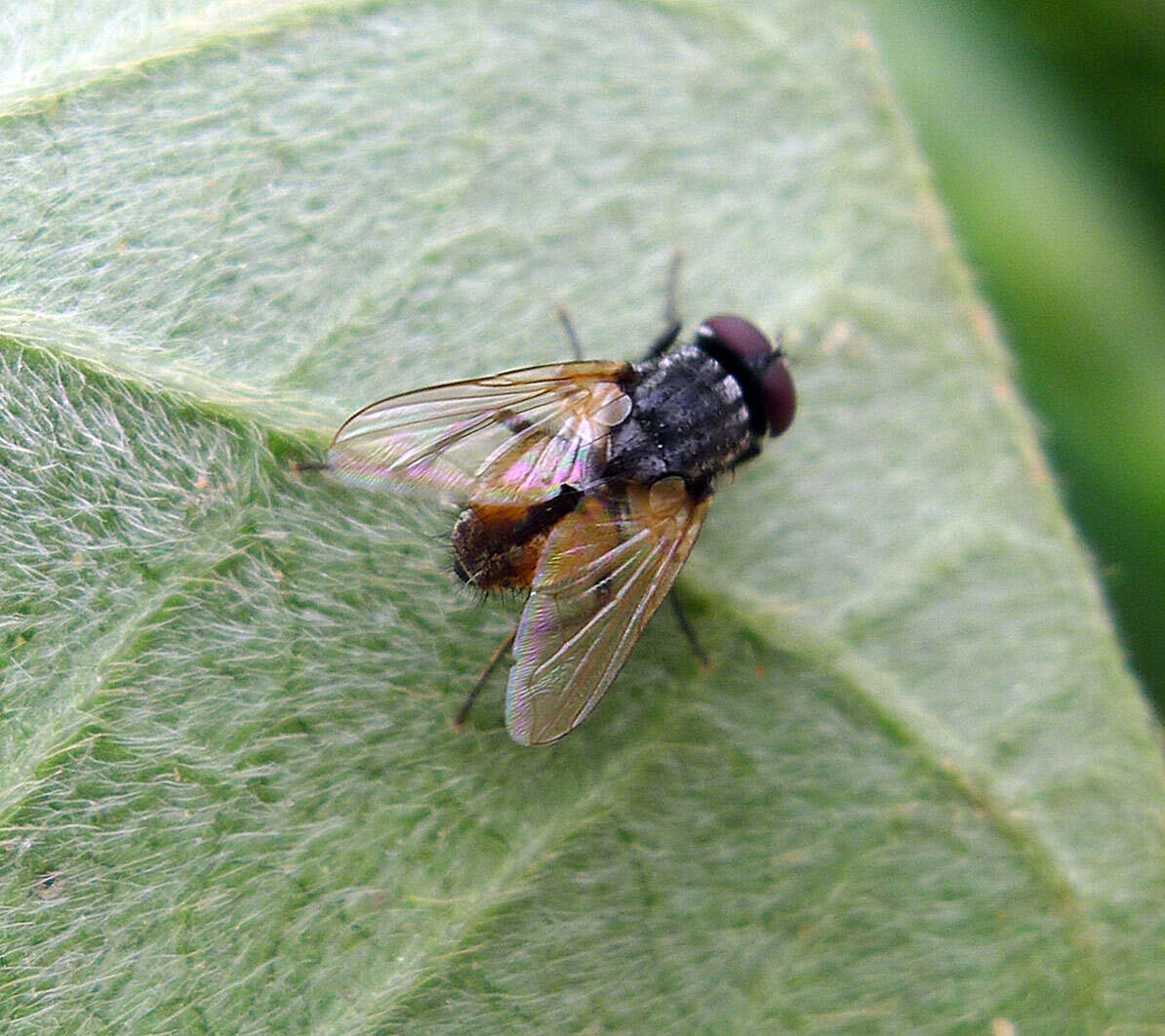 Image of Musca