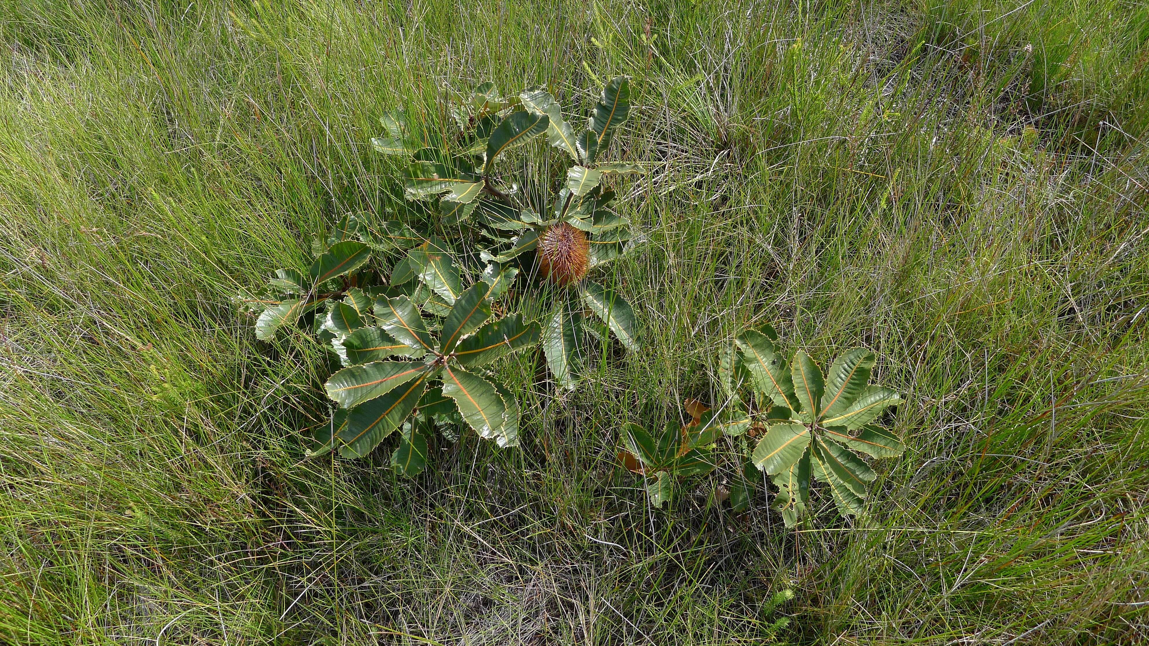 Image of banksia