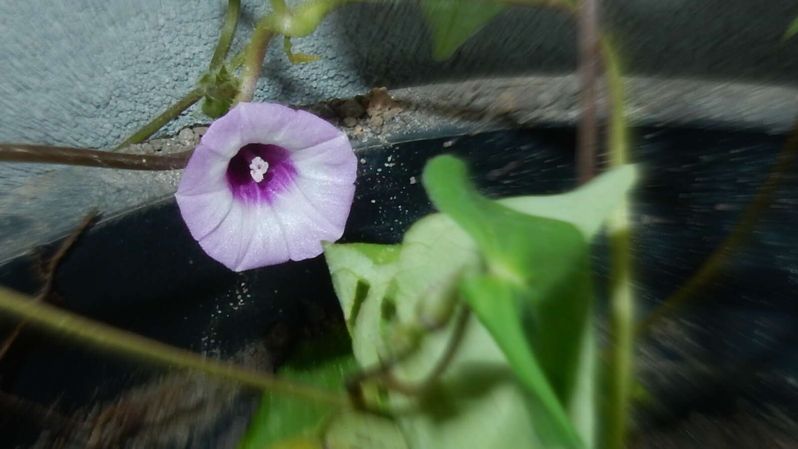 Image of Ipomoea cynanchifolia Meisn.