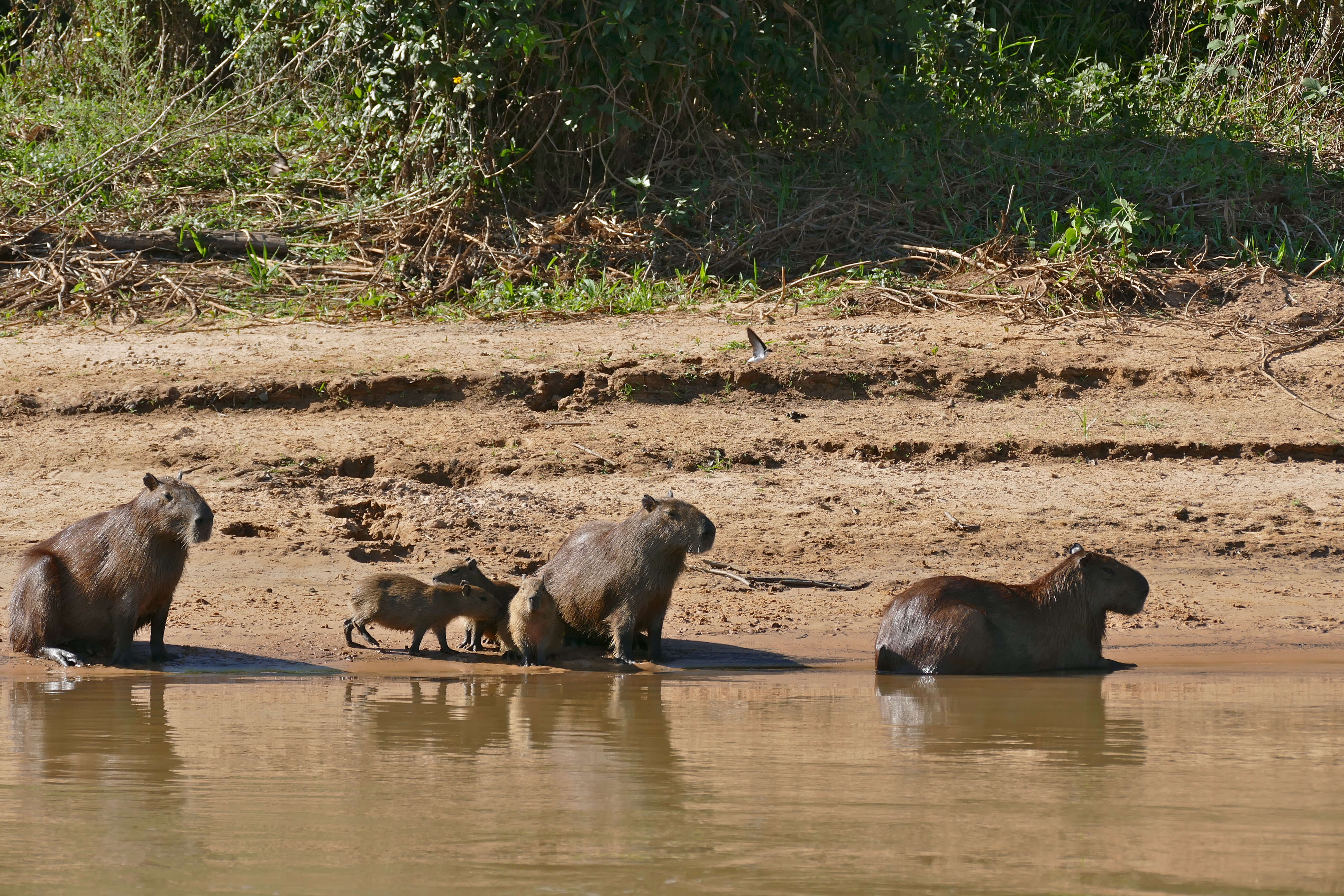 Image of capybara