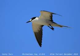 Image of Brown-backed terns