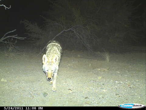 Image of coyote