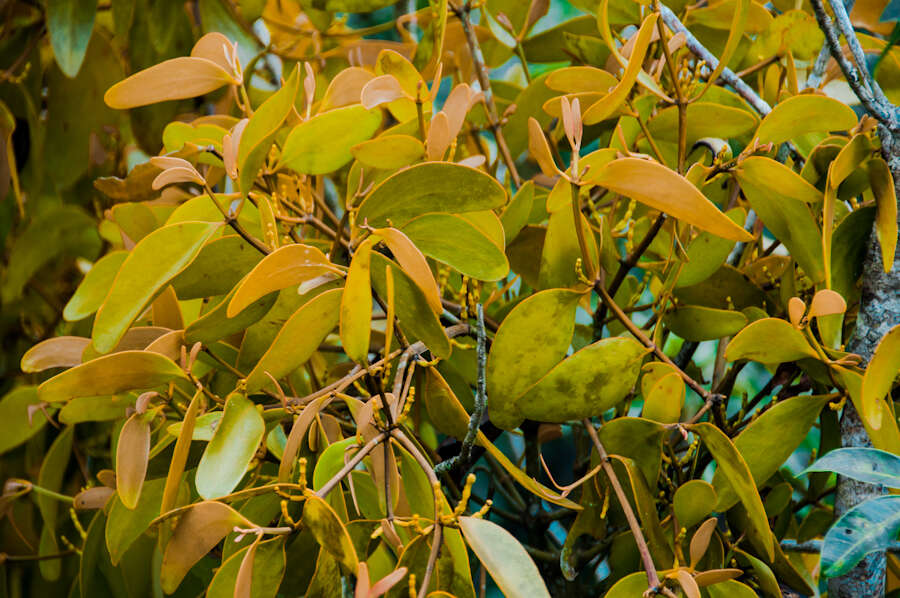 Image of Mistletoe