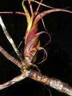 Image of twisted airplant