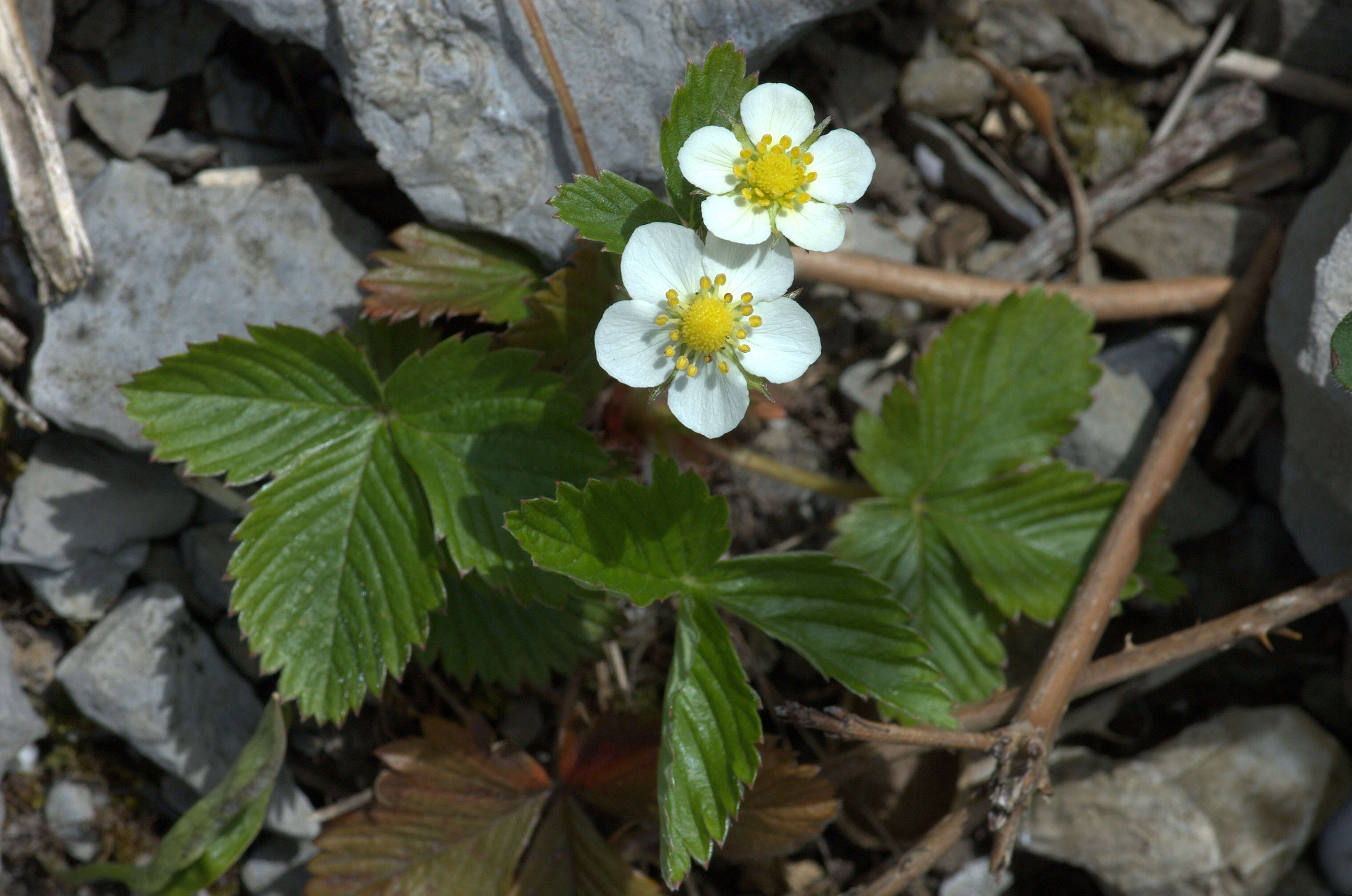 Image of strawberry