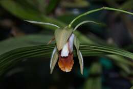 Image of Coelogyne speciosa × Coelogyne usitana