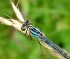 Image of bluet