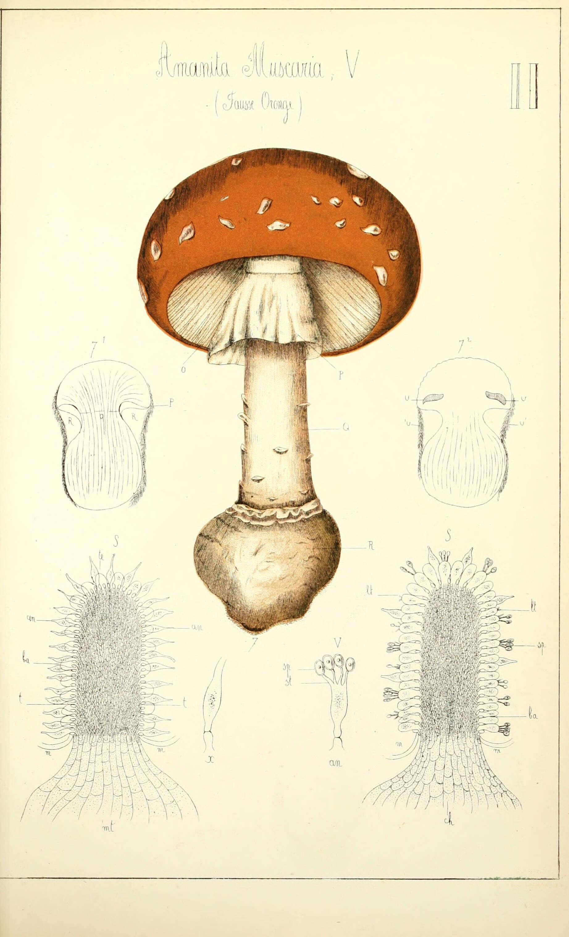 Image of Amanita