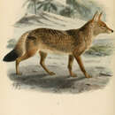 Image of African golden wolf