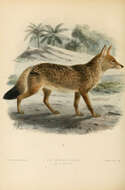 Imagem de Canis anthus F. Cuvier 1820