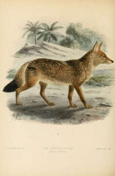 Image of African golden wolf