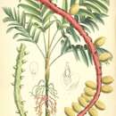 Image of Pinanga patula Blume