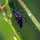 Image of Dark Ricefield Mosquito