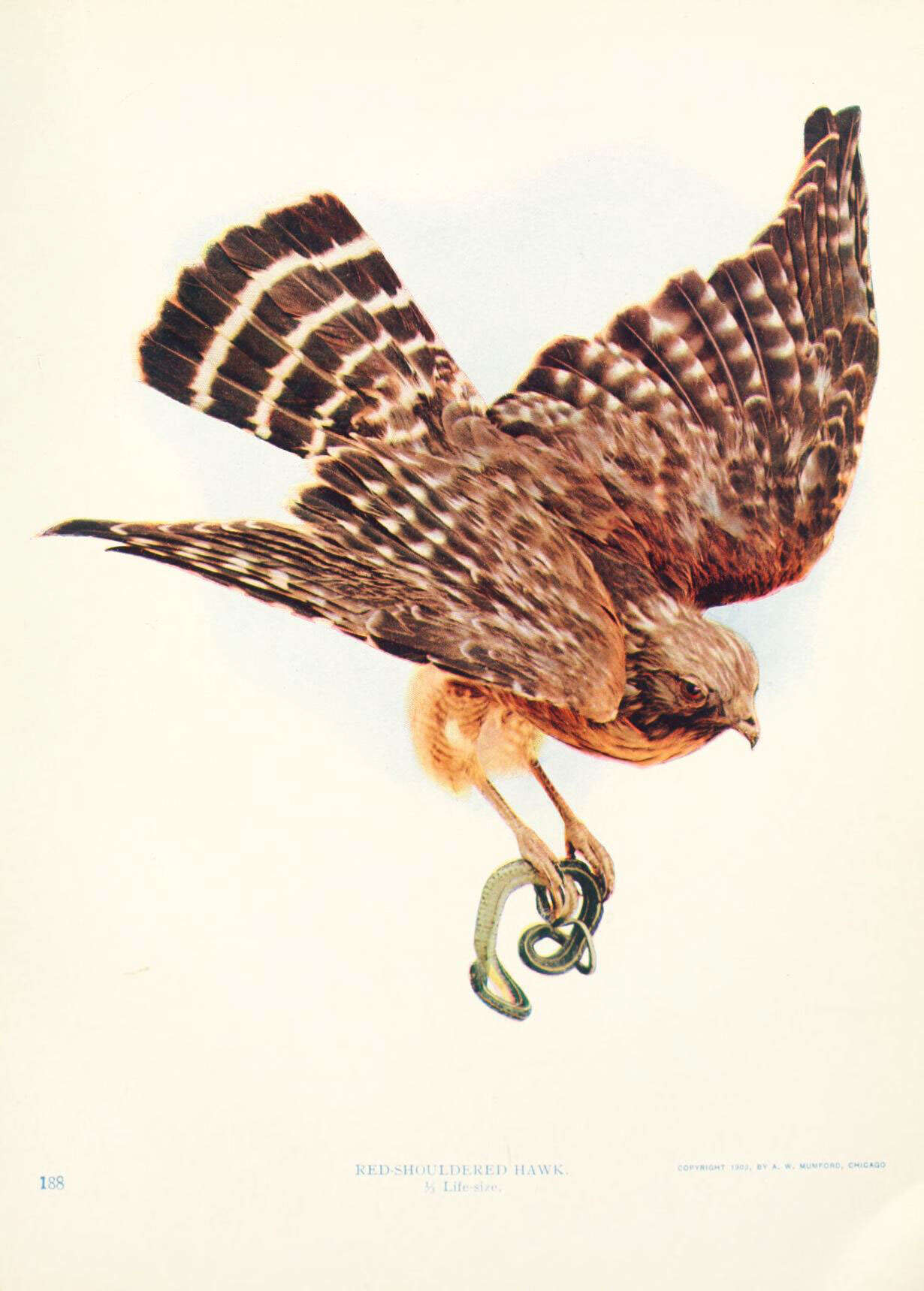 Image of Buteo Lacépède 1799