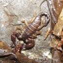 Image of Euscorpius carpathicus (Linnaeus 1767)