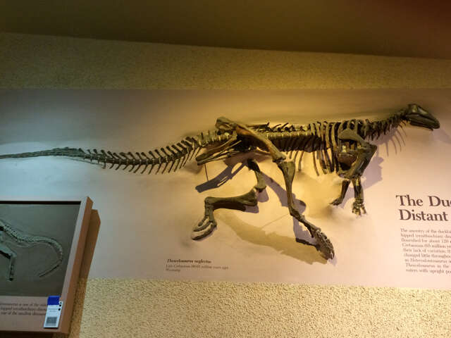 Image of Parksosauridae