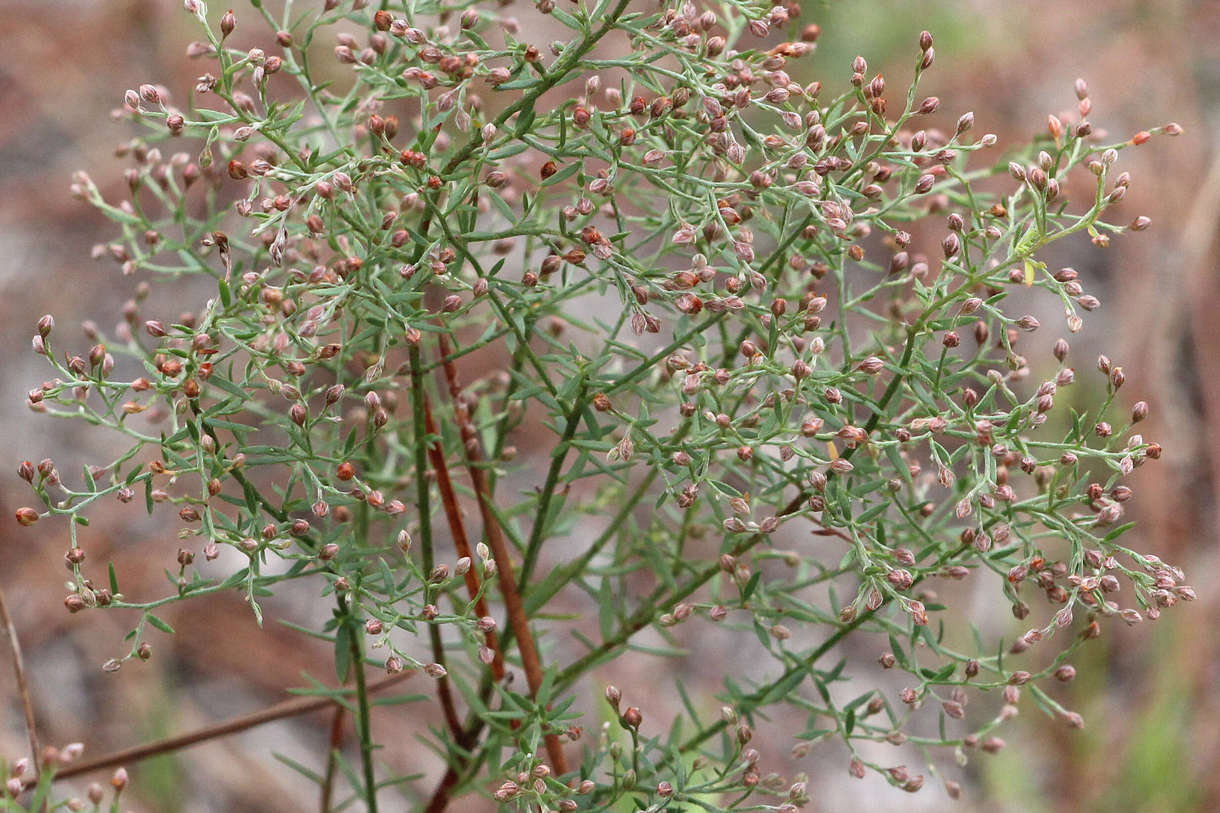 Image of rock rose family