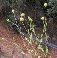 صورة Helenium glaucum (Cav.) Stuntz