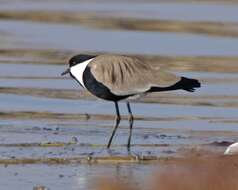 Image of Lapwing