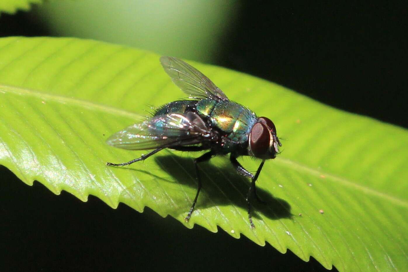 Image of Neomyia