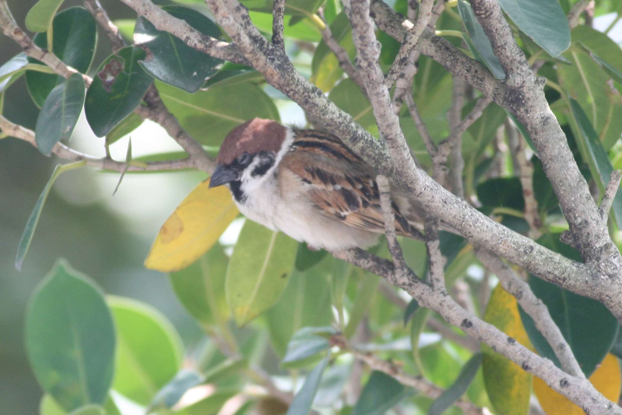 Image of Eurasian Tree Sparrow