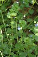 Image of Green field-speedwell