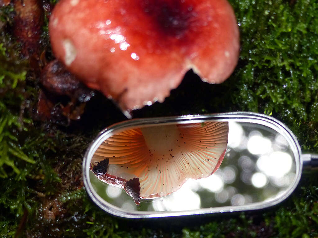 Sivun Russula persanguinea Cleland 1933 kuva