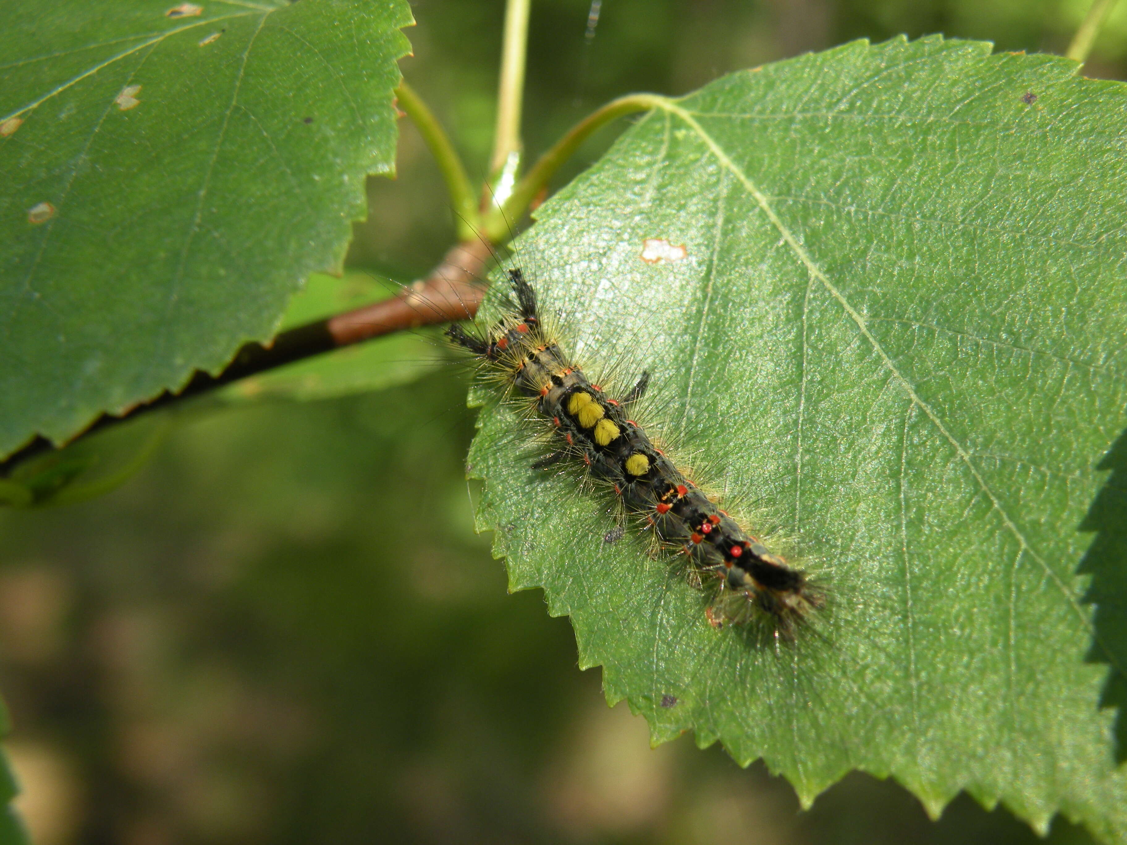 Слика од Orgyia antiqua Linnaeus 1758