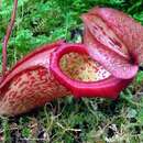 Image of Nepenthes
