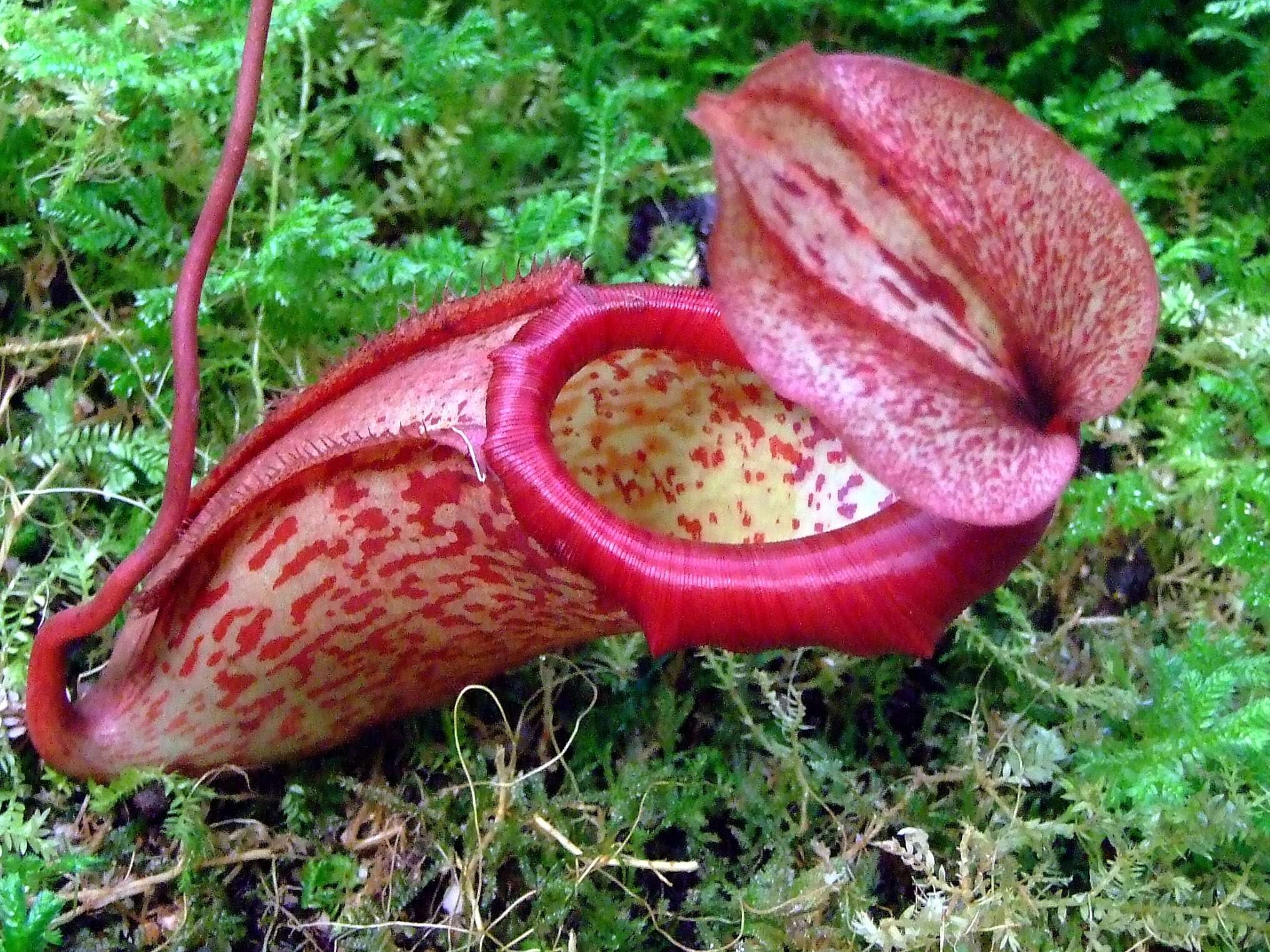 Image of Nepenthes