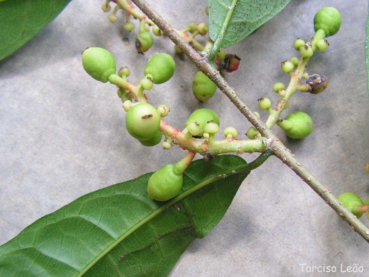 Image of Sorocea