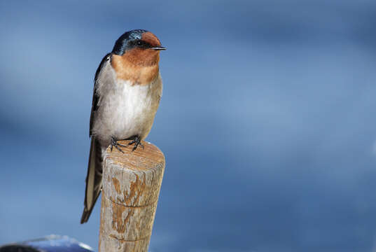 Imagem de Hirundo neoxena Gould 1842