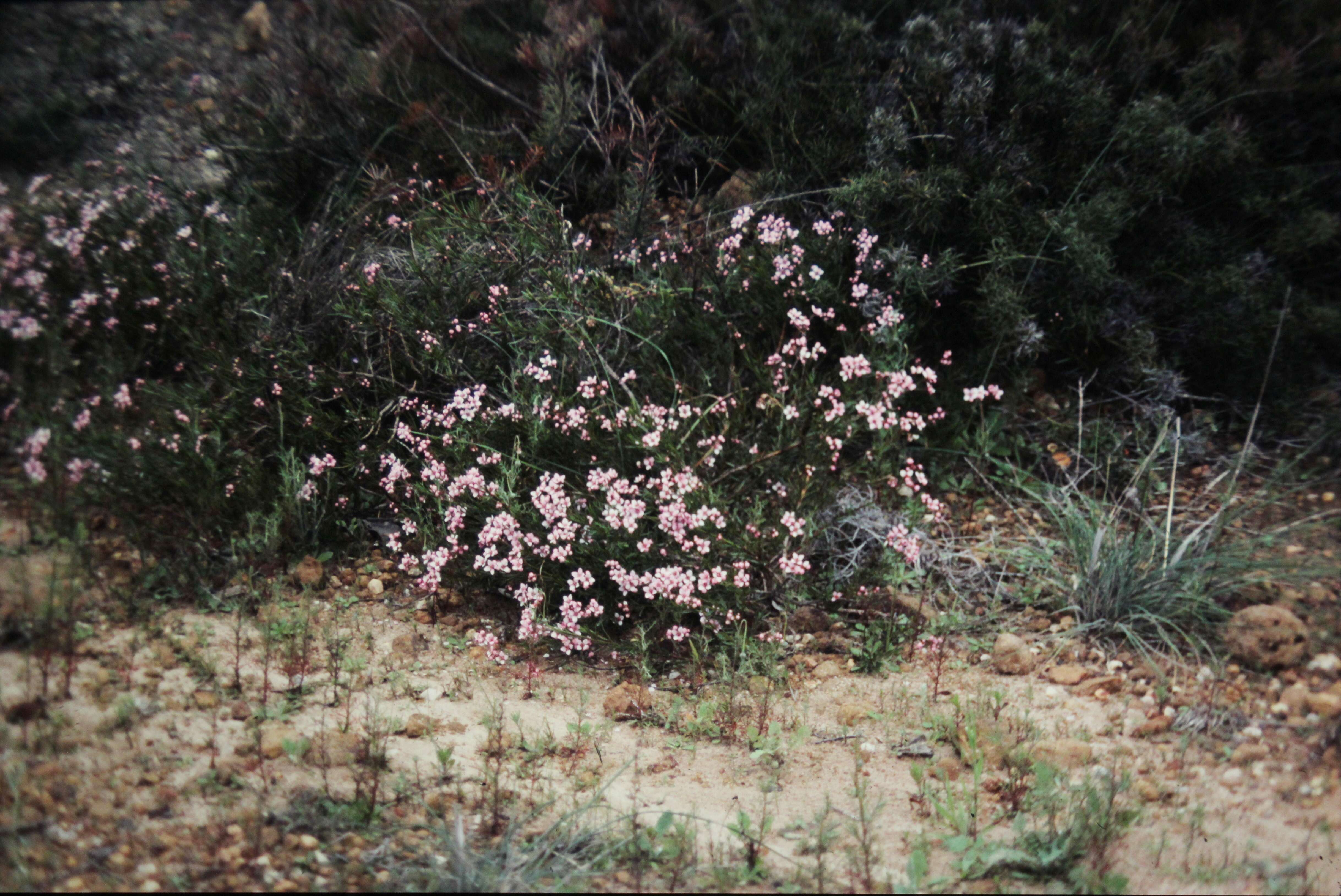 Image of Granite Boronia