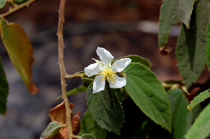 Image of Muntingiaceae