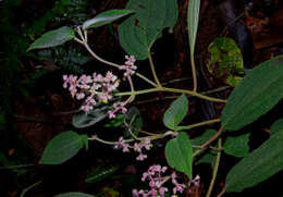 Image of Miconia