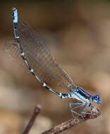 Image of Blue-ringed Dancer