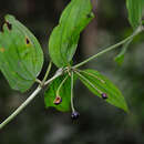 Image of Disporum calcaratum D. Don