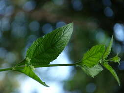 Image of bushmint