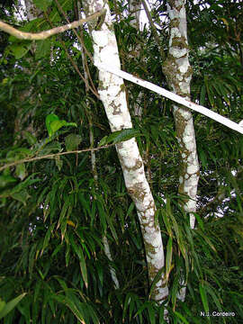 Image of Aoranthe penduliflora (K. Schum.) Somers