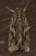 Image of Armyworms