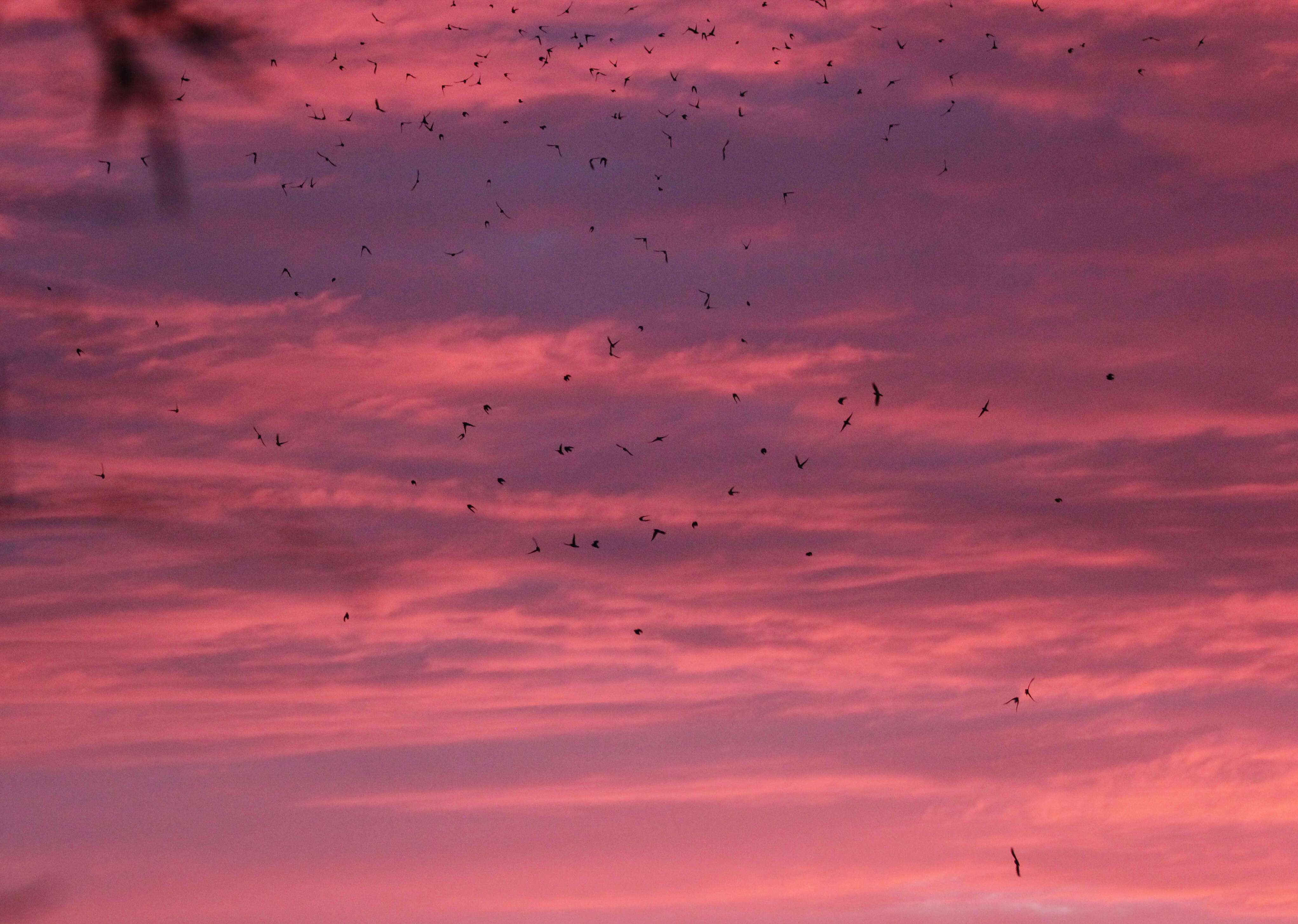 Image of Tree Martin