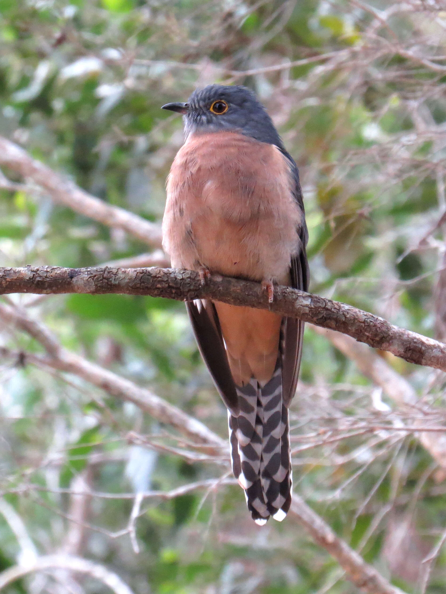 Image of Fan-tailed Cuckoo