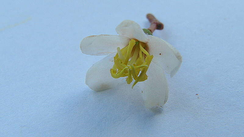 Image of Miconia jucunda (DC.) Triana