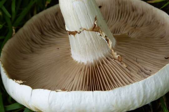 Cyclocybe cylindracea (DC.) Vizzini & Angelini 2014 resmi